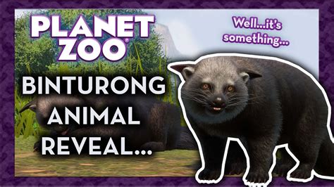 Binturong Animal Spotlight Planet Zoo News Youtube