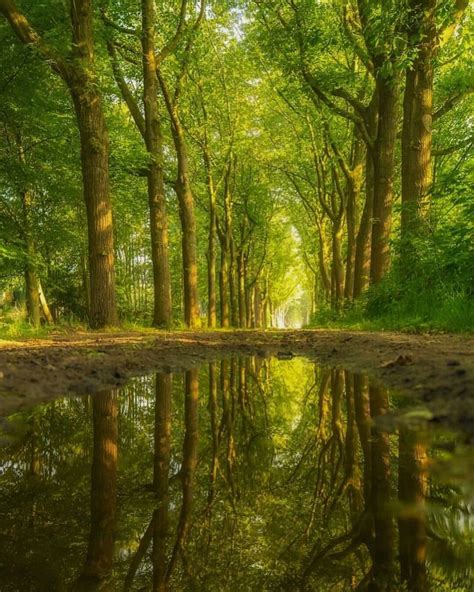 Forest Reflections Beautiful Nature Beautiful Landscapes Forest