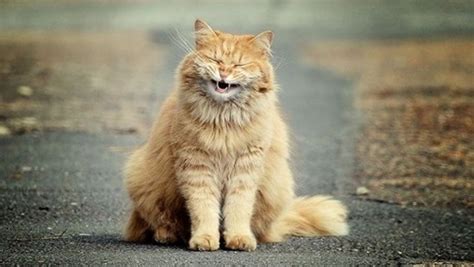 30 Beautiful And Cute Smiling Cat Pictures Tail And Fur