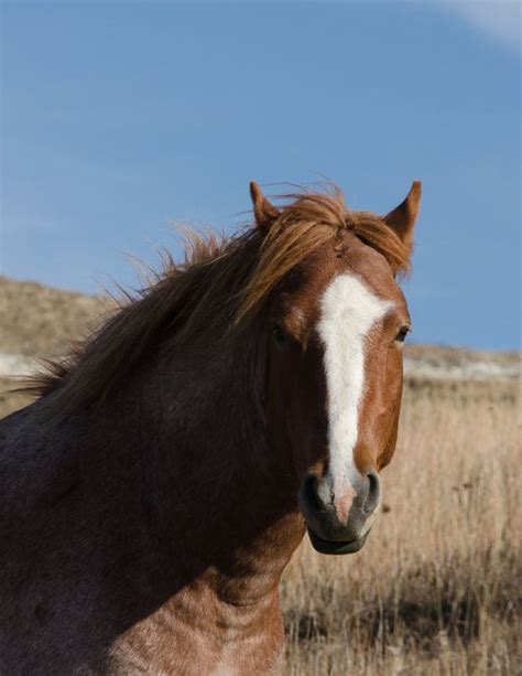 Lone Stallion By Janelle Streed On Capture Dakota Wild Horse In Trnp