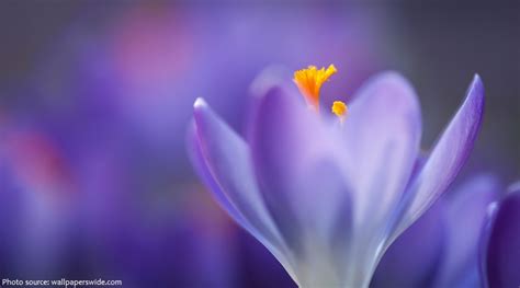 Interesting Facts About Crocuses Just Fun Facts