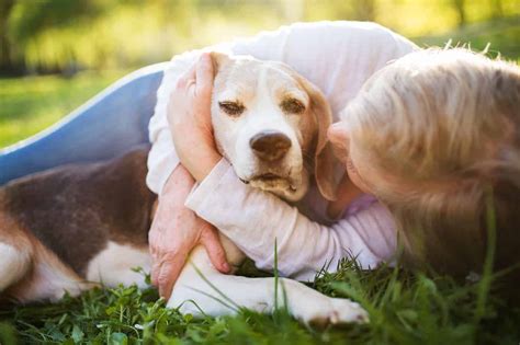 Senior Dogs Regular Vet Care Special Attention To Food And Exercise