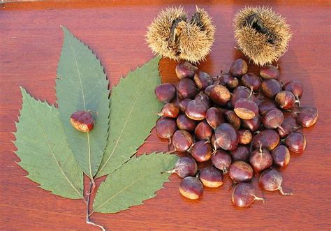American Chestnut Nutrition Facts Benefits Uses And Pictures