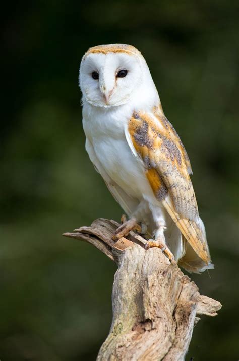 Barn Owl Owl Photos Owl Pictures Owl Bird Bird Art Beautiful Owl