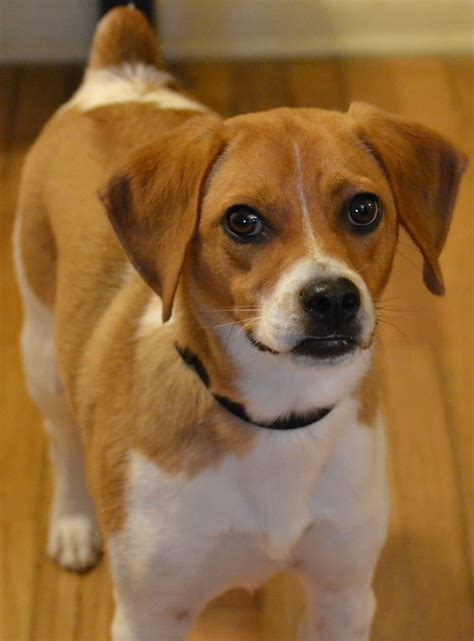 Beagle Jack Russell Mix Puppy Mxibar
