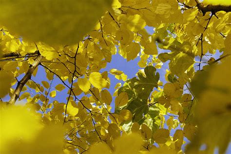 Yellow Leafed Tree During Daytime Hd Wallpaper Peakpx