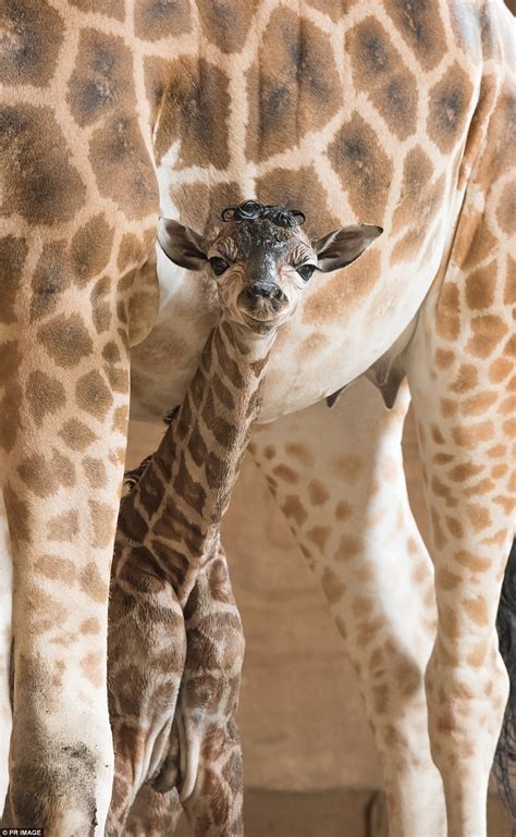 Mogo Zoo Welcomes Its Newest Baby Rothschild Giraffe Daily Mail Online