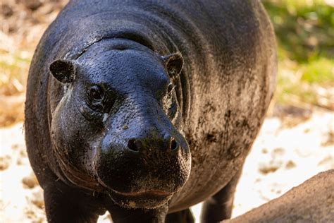 NC science center's pygmy hippo pregnant with first calf