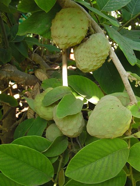 Cherimoya Annona Cherimola Is A Fruit Tree Native To The Andes Of
