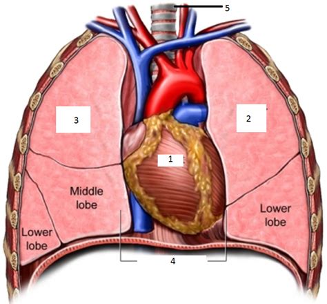 The upper ventral, thoracic, or chest cavity contains the heart, lungs, trachea, esophagus, large blood vessels, and nerves. Thoracic Cavity at Salt Lake Community College - StudyBlue