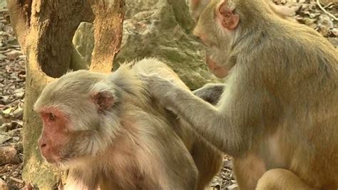 Better Together Monkeys With Best Friends Have Better Survival Rates