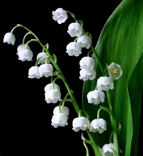 The Meaning And Symbolism Of The Word Lily Of The Valley