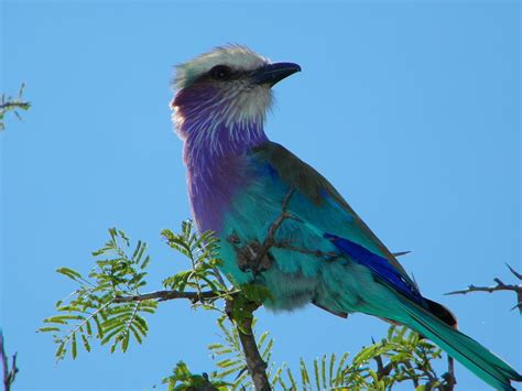Lilac Breasted Roller Bird Perched Free Photo On Pixabay Pixabay