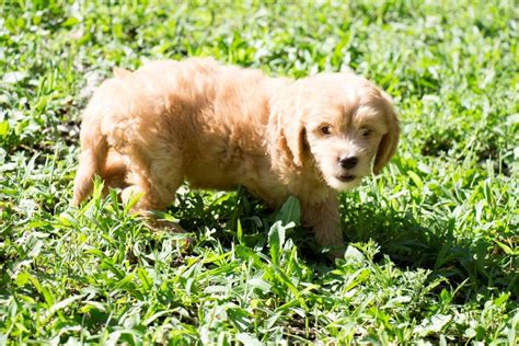 How Much Are Puppies At Petland / Petland Kennesaw puppy breeders-A IMG ...
