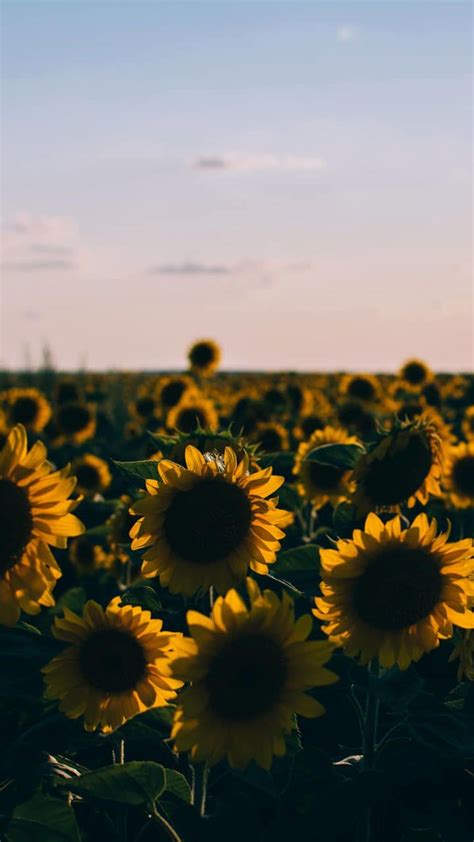 50 Yellow Aesthetic Sunflowers Hd Wallpapers Desktop Background