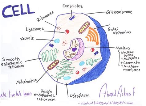 Animal Cell Diagram Labelled