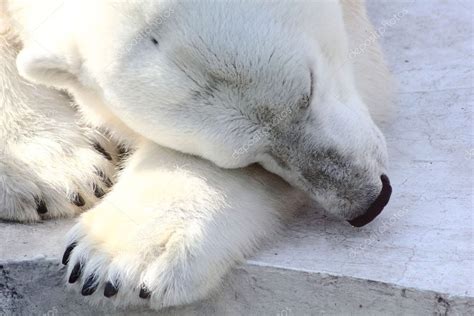 Polar Bear Sleep Stock Photo By ©pali137 6600310
