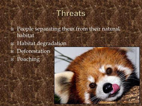 Save The Red Panda