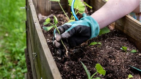 How To Start Gardening And Why Its Good For Your Mental Health Cnn