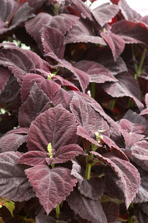 These 19 Chocolate Plants Look Or Smell Like Your Favorite Flavor