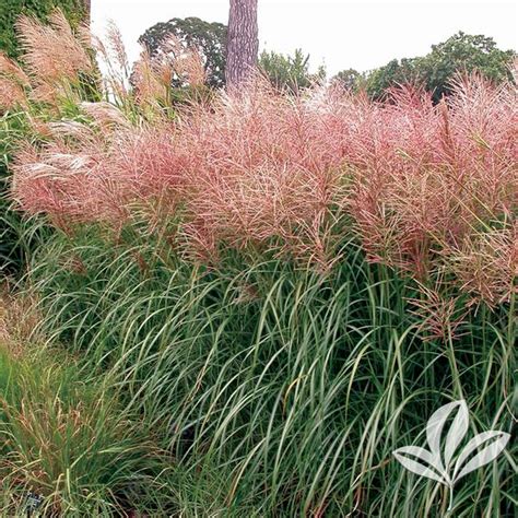 Miscanthus Miscanthus Sinensis Rotsilber Red Silver Maiden Grass From