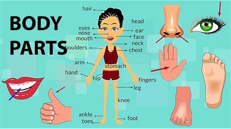 This article looks at female body parts and their functions, and it provides an interactive diagram. Body Parts Vocabulary - YouTube