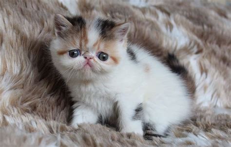 Below are our newest added bombays available for adoption in florida. Exotic Shorthair Cats For Sale | New York County, NY #248393