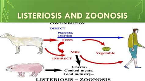 Listeriosis is an illness caused by eating foods contaminated with the listeria monocytogenes bacteria. listeriosis Causes, Symptoms and Treatment - Mediologiest