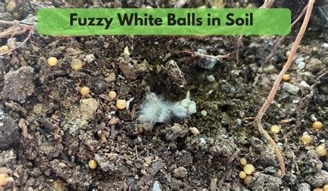 White Balls In Soil The Likely Culprits Flourishing Plants