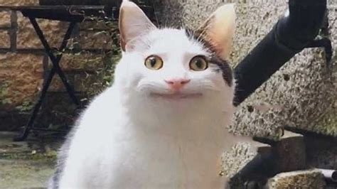 Beluga Cat Meme Discover More Interesting Animal Beluga Cat Cat Cute