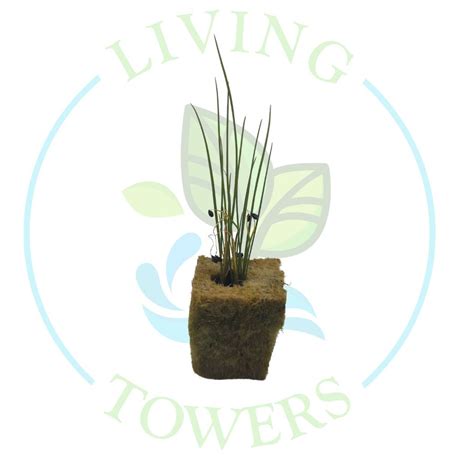 Tower Garden Garlic Chives Seedling Living Towers Fl Keys