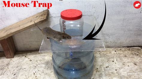 Water Bottle Mouse Trapbest Idea Trap Easy Saving Rathow To Make A