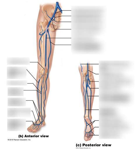 Veins Of Lower Limb Diagram Quizlet
