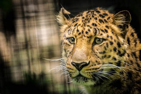 Leopard Cat Free Photo