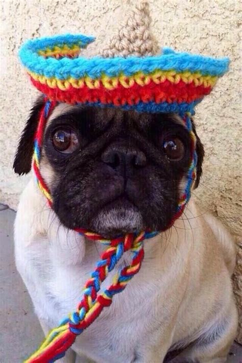 Year Upon Year The Number Of Internet Dogs Wearing Sombreros Triples