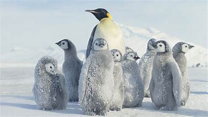 Penguin Wallpapers Penguins Background 1080p Definition Animals