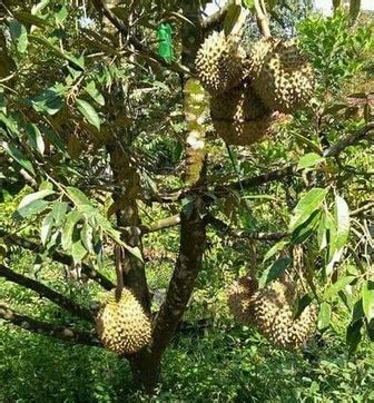 Detail produk durian musang king. 9 Cara Menanam Durian Musang King agar Cepat Berbuah