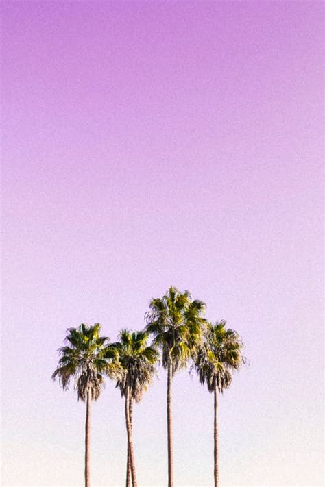 1000 Amazing Palm Tree Photos Pexels · Free Stock Photos