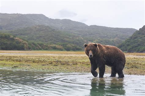 Brown Bear Photo Tour Katmai National Park Alaska