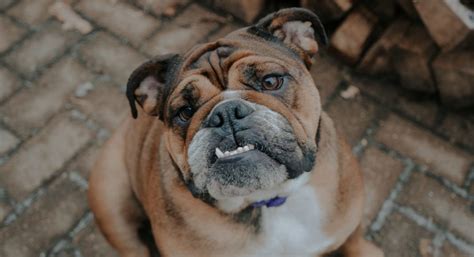 French bulldogs are not hypoallergenic however, they can be okay with people who have mild allergies if brushed/cleaned often and if kept. Celebrity Dogs Of Instagram: English Bulldog - The Fresh Toast