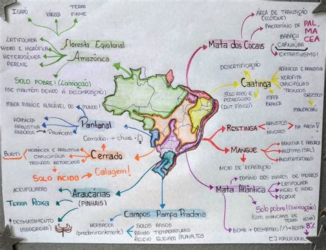 Biomas Brasileiros Resumo Mapa Mental Fauna E Flora