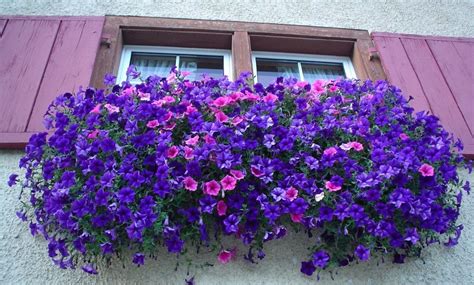 We did not find results for: Fiori da balcone pendenti: 3 piante a cascata facili da ...