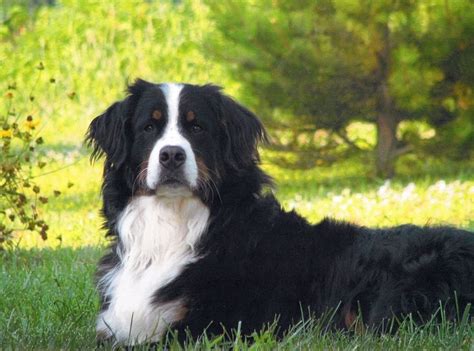 17 Best Love Our Bernese Mountain Dogs Images On Pinterest