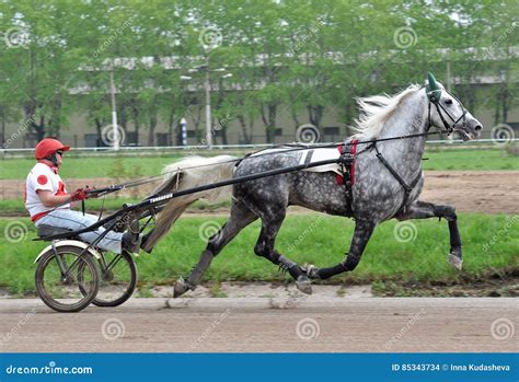 The Gray Horse Orlov Trotter Breed In Motion Editorial Stock Image