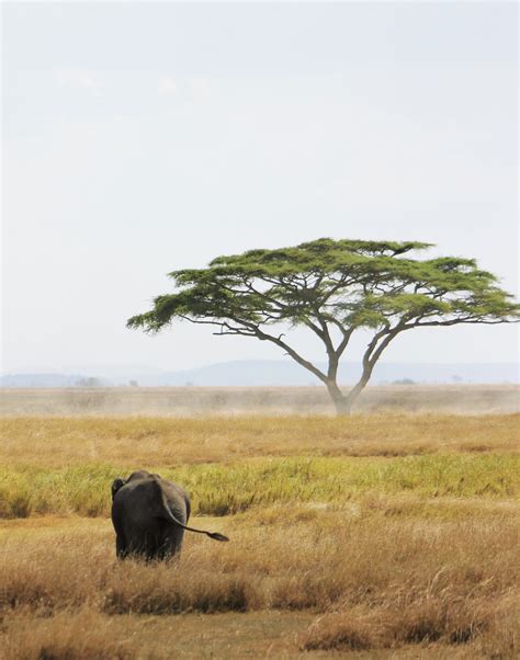sex on the serengeti roarloud