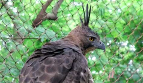 12 Fakta Menarik Tentang Burung Garuda Pancasila Misteri Fakta Dan