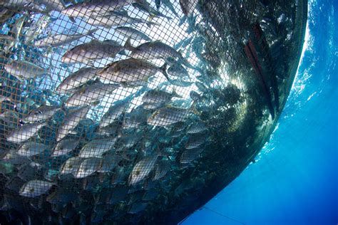 Can Deepwater Aquaculture Avoid The Pitfalls Of Coastal Fish Farms