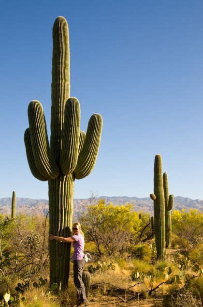 Saguaro National Park Tucson Az Cactus Arizona Landscape Saguaro