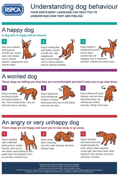 Understanding Your Dogs Body Language Rspca