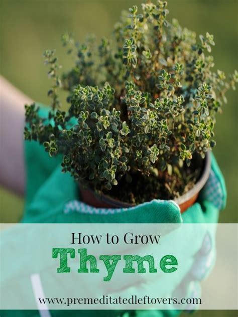 How To Grow Thyme Including How To Plant Thyme Seedlings How To Plant